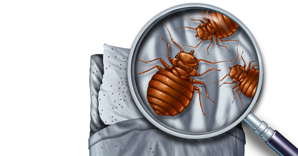 URGENT: Bed Bugs Infestations Are On The RISE, So Now...