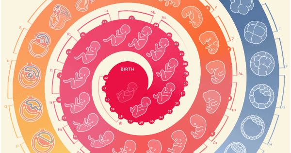 Watch A Fertilized Egg Become A Baby Right Before Your Eyes