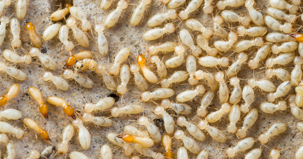 Family Has Home Fumigated To Get Rid Of Termites. Now, Their Boy Can No Longer...