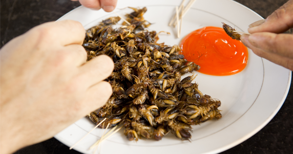 People Have Started Eating Crickets As A Snack. When You See WHY, You Might Want To Try It Too