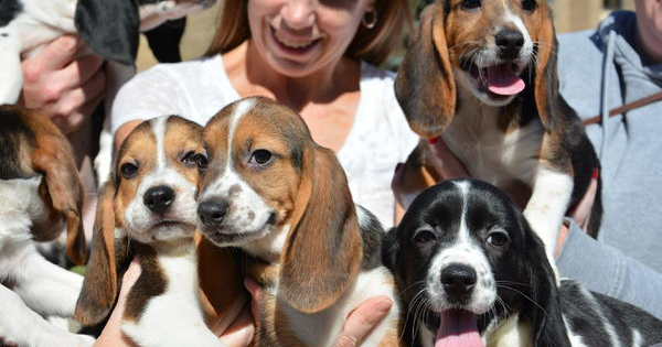 These Puppies May LOOK Normal, But They Have More In Common With Saint West Than You Think