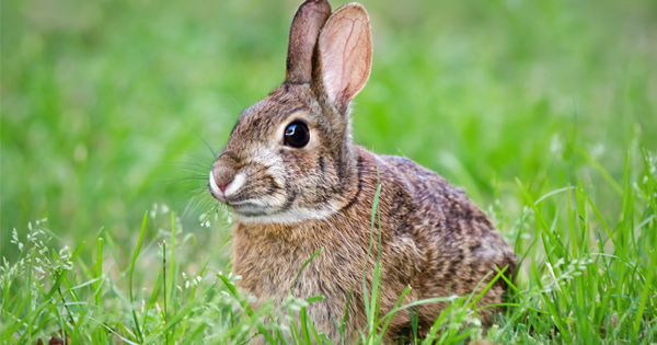 The Newest Illness Is On the Rise... And You Can Get It From Rabbits