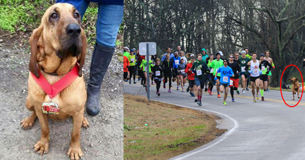 A Dog Accidentally Ran A Half Marathon And BEAT Almost Everyone!