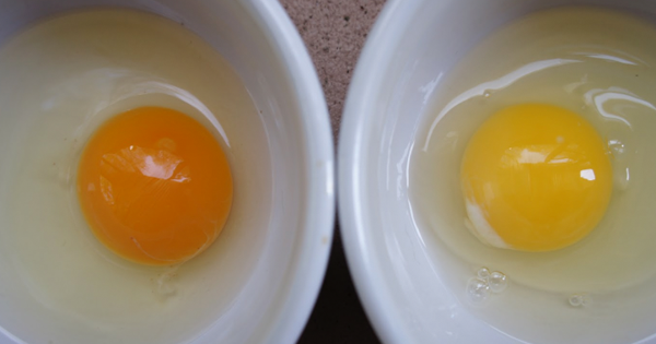 She Cracks Two Eggs But ONLY ONE Is From A Healthy Chicken. Can You Tell Which One It Is?