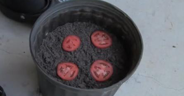 He Tosses Tomato Slices Into A Pot Of Soil And Waits. What Happens Next Is INCREDIBLE!