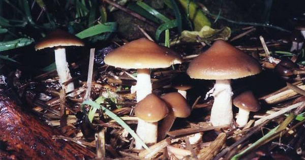How Magic Mushrooms May Be Able To Treat Severe Depression