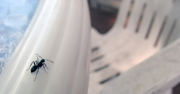 6 Super Easy Ways To Get Rid Of Ants Naturally