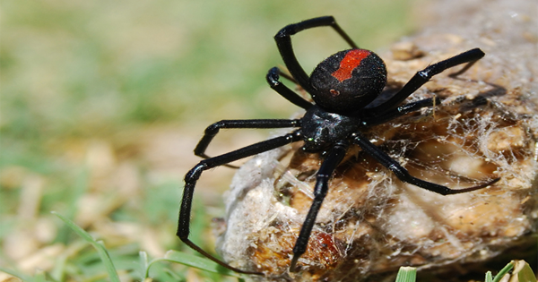 This Man Got Bitten On The Penis By A Redback Spider – For The Second Time