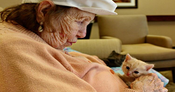 How Kittens Can Help Patients And Their Memories