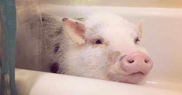 LiLou, The Pig, Is Here To Help Relieve Your Stress Levels