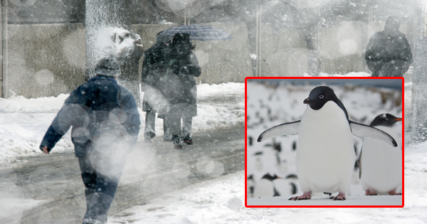 Doctors Are Advising Patients To Walk Like Penguins