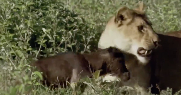 Things Take An Unexpected Turn After This Lioness Corners A Brand New Baby Wildebeest